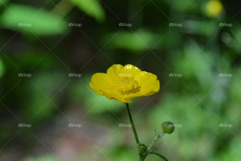 Yellow solitary buttercup, macro with blurred background