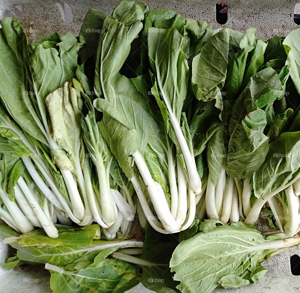 Brassica rapa is a scientific name of Pechay or Snow cabbage, a vegetable naturally rich in Vitamin K!