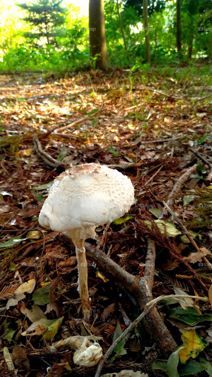 White mushroom in a forest