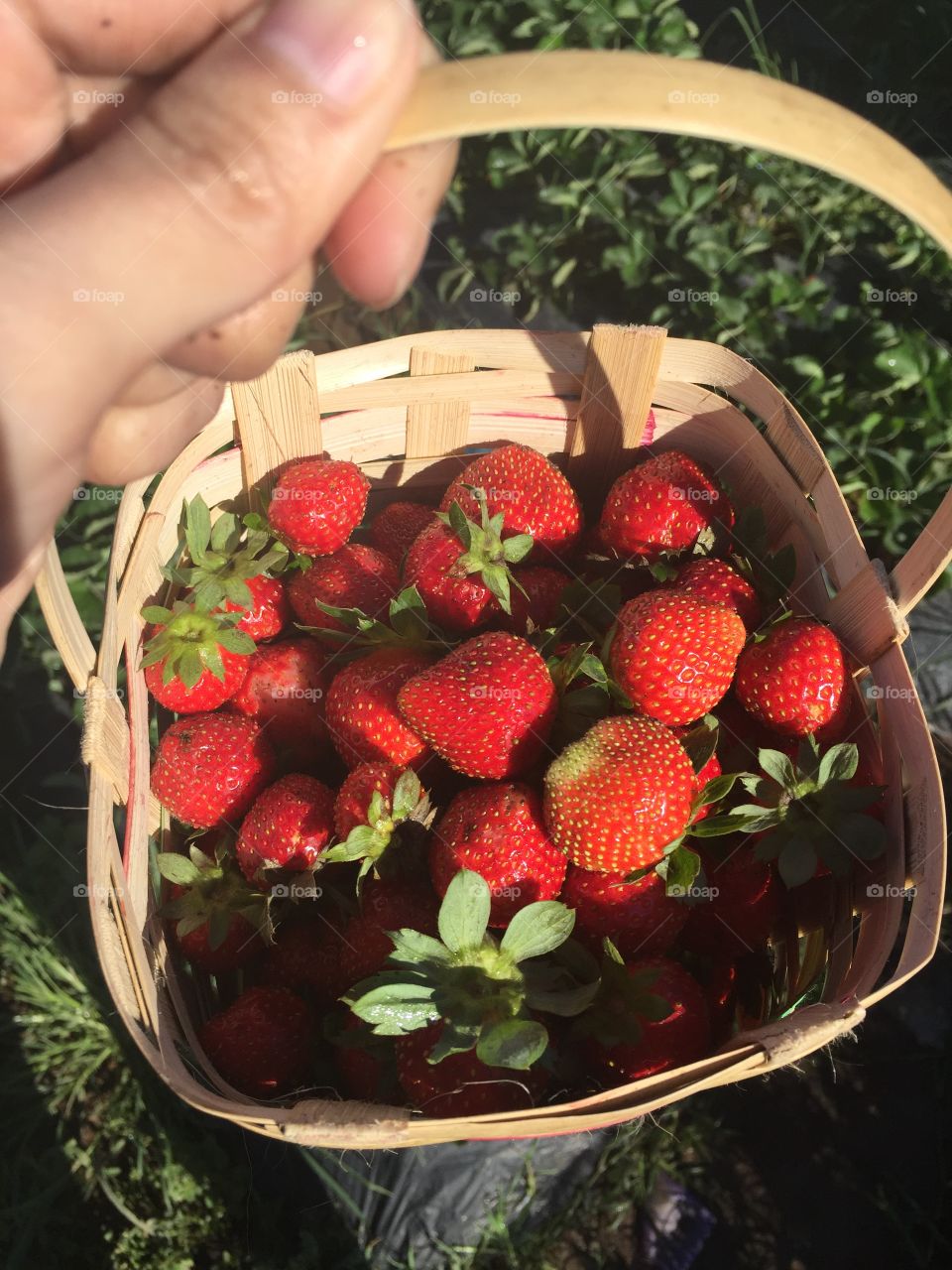 Fresh Strawberries of La Trinidad, Benguet