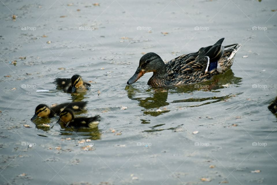 Mother Duck and her Ducklings in water