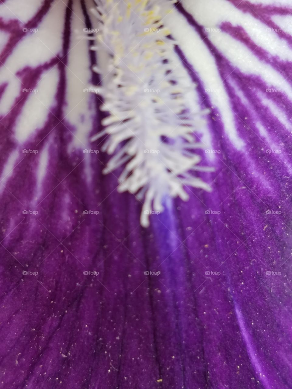 iris petal