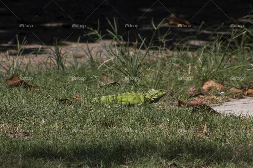 Iguana