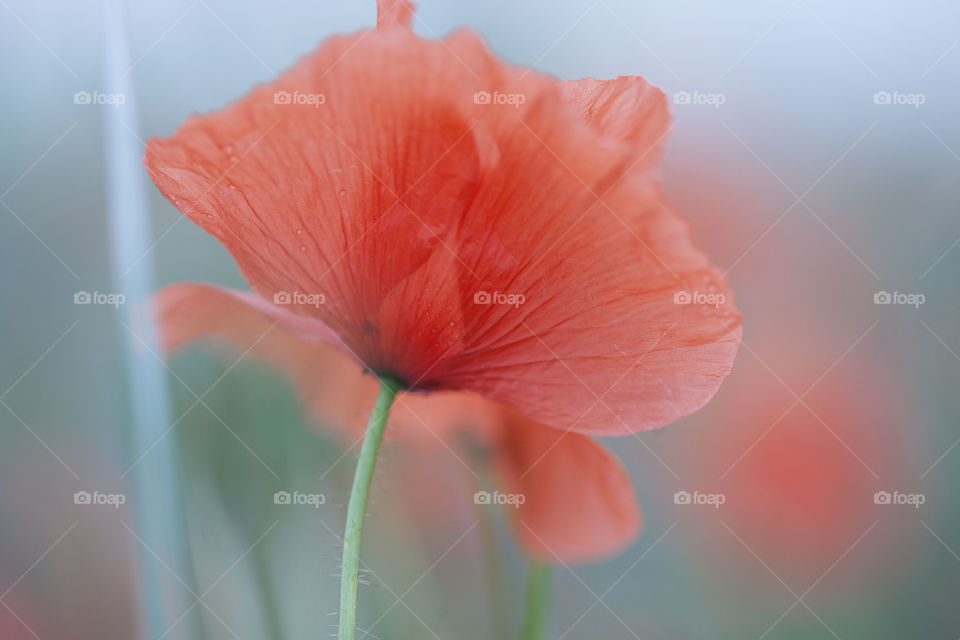 red flower, summertime