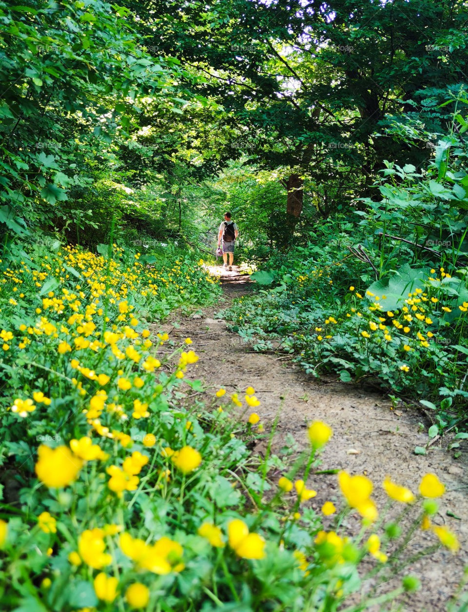 Forest path of yellow flowers