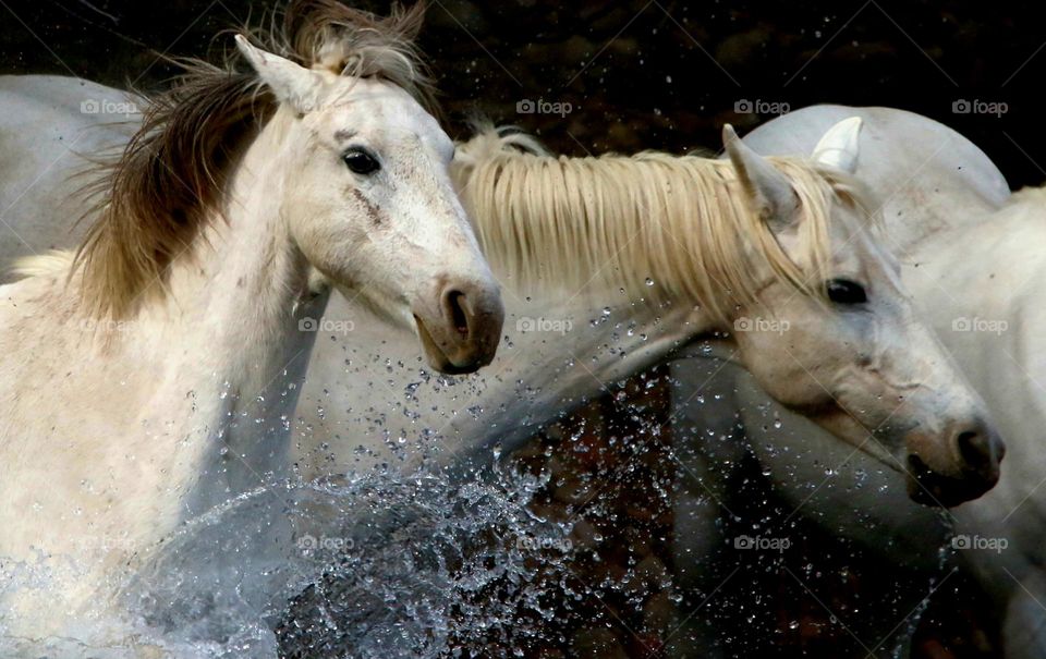 Wild Horses Splashing into River