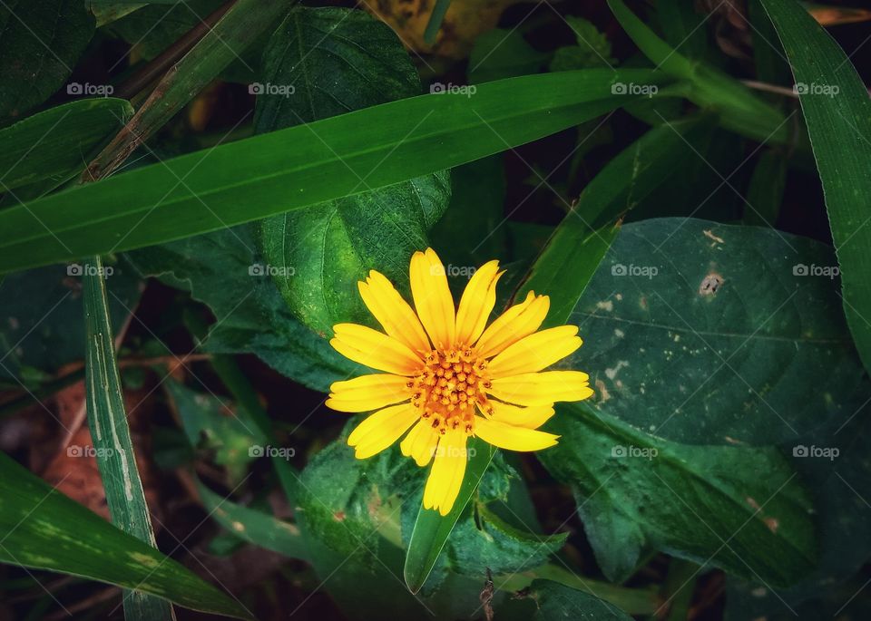 Yellow flower in solitude