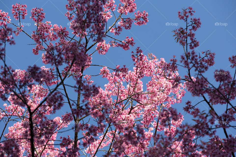 Sakura flower Thailand 