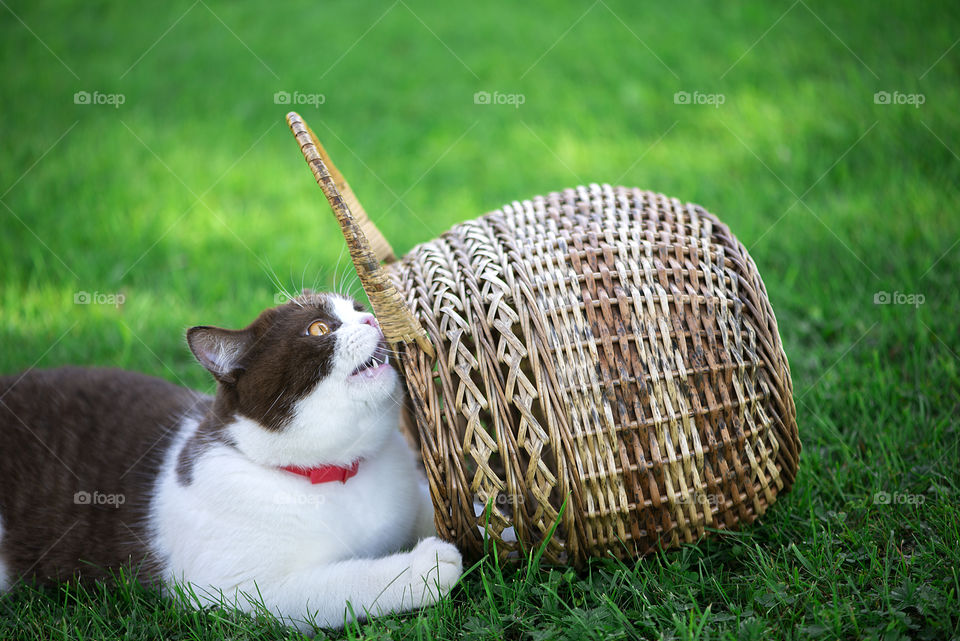 British shorthair cat