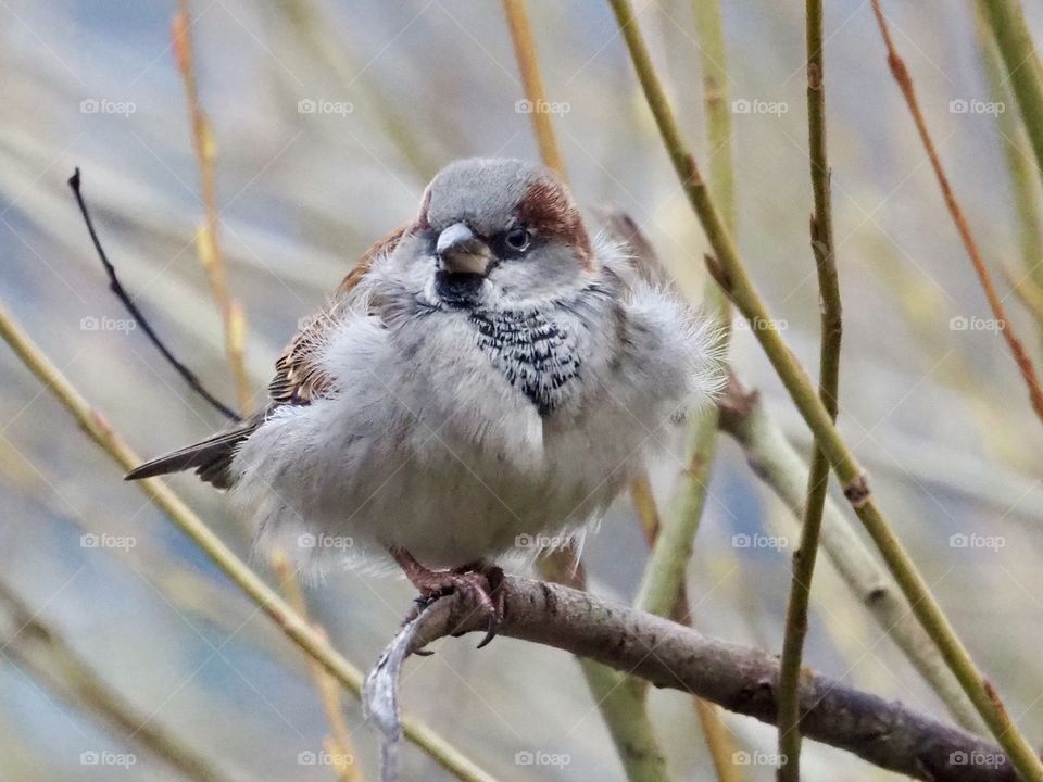 Sparrow