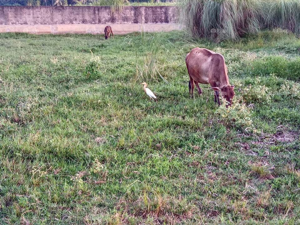 cow and heron