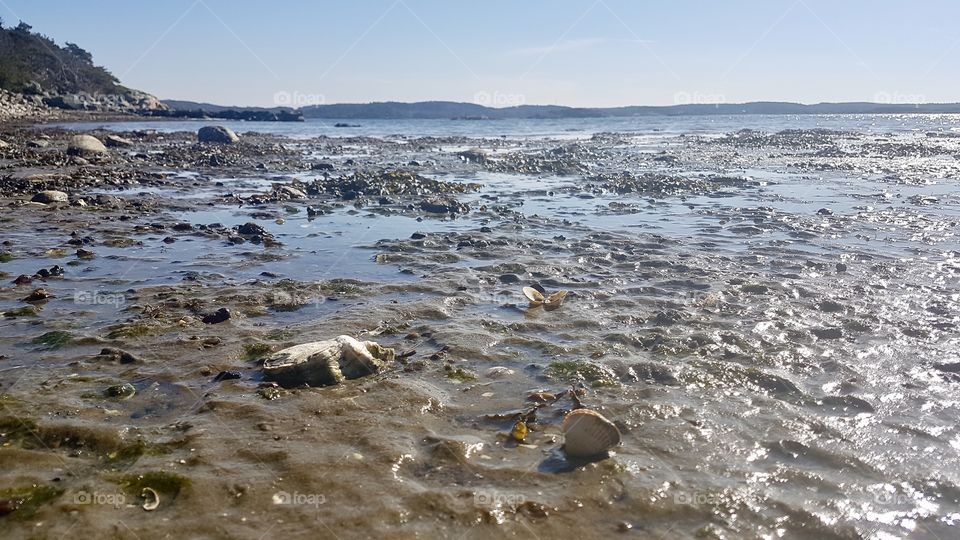 Icy seashore with sea shells in Sweden - isig sandstrand på västkusten Sverige 
