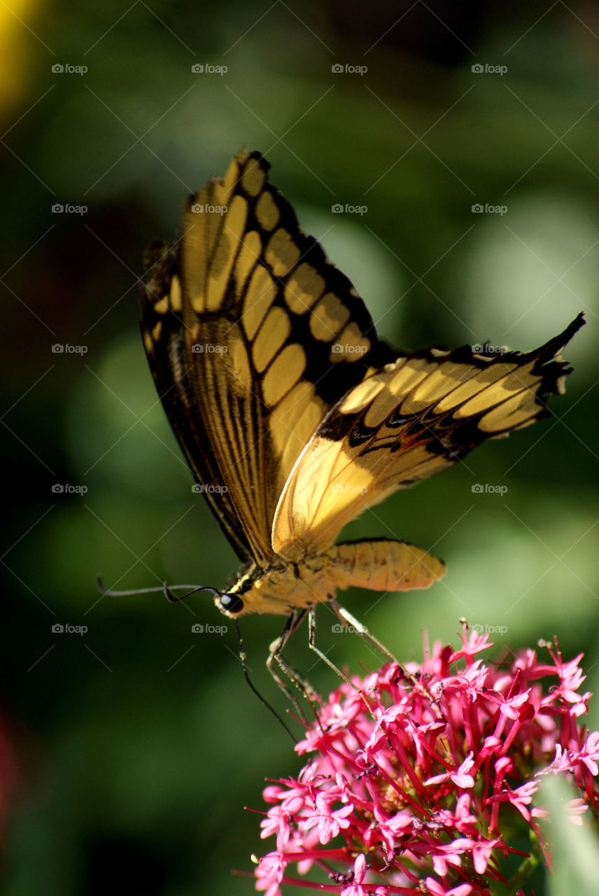 Yellow butterfly 