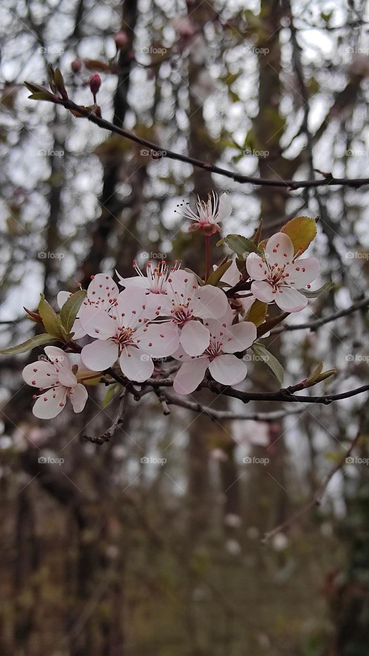 blooming cherries