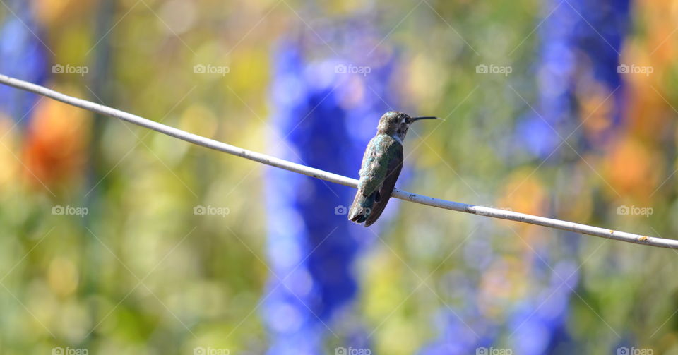 hummingbird