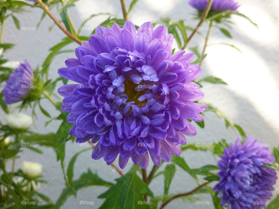 Aster flowers