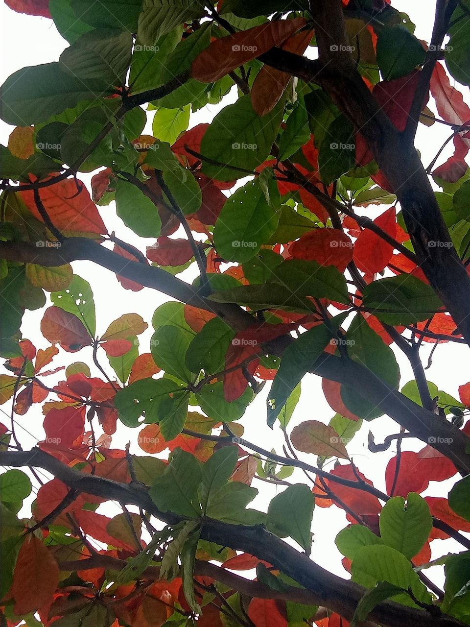 Ravarma VanguvO /  Terminalia catappa / Leadwood tree / Pink & Green Leafs / Pink Magic / Red and Green Compination