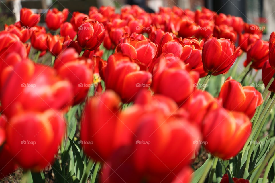 Tulipes