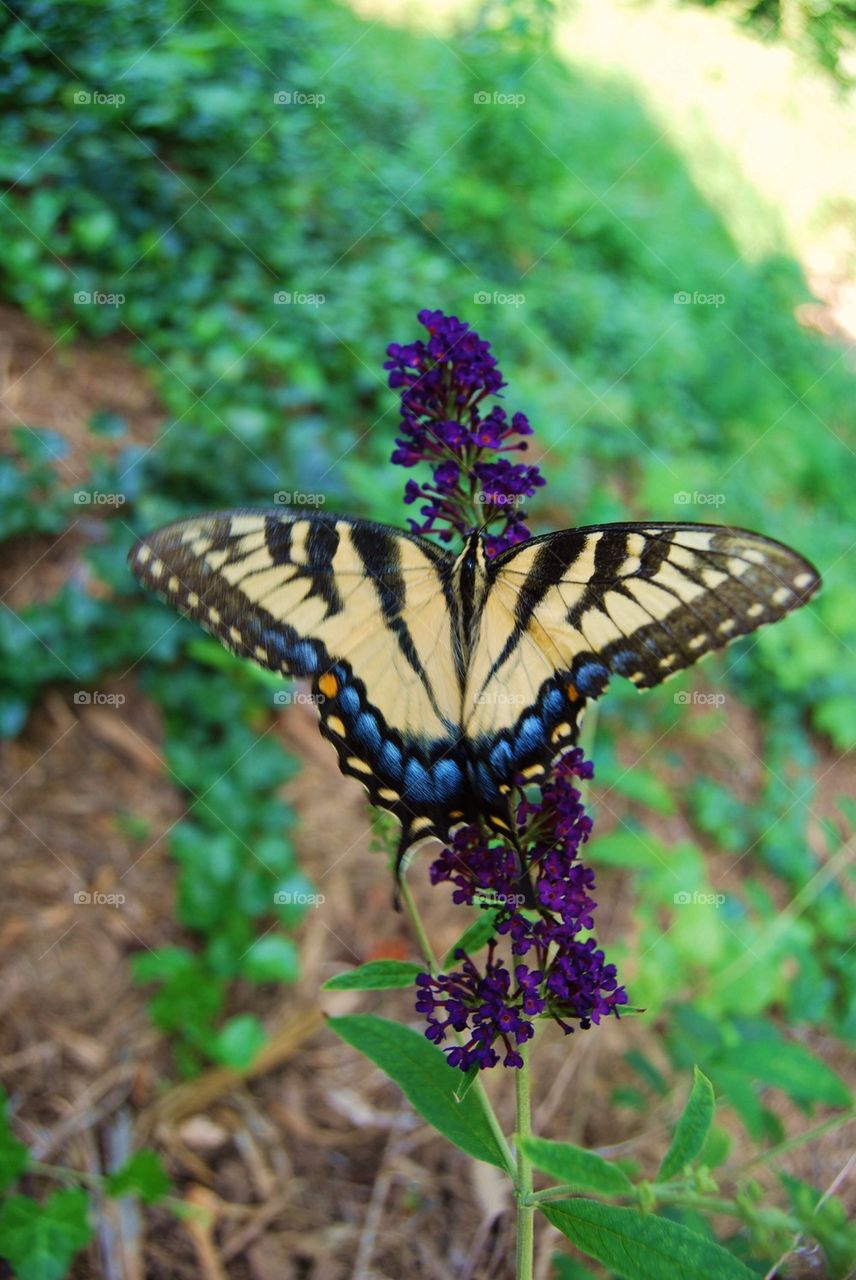 Butterfly on flower