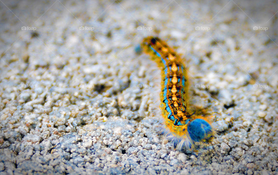 Blue Hair Don't Care. You'd think you were awesome too if you had this guy's coloring! 