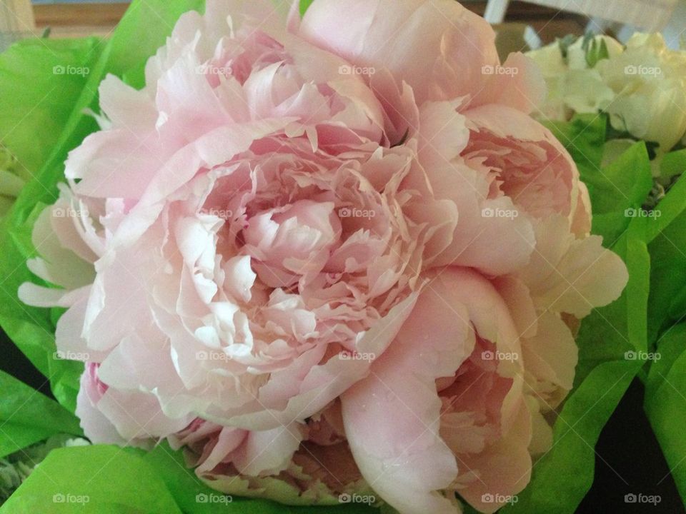 Peonies