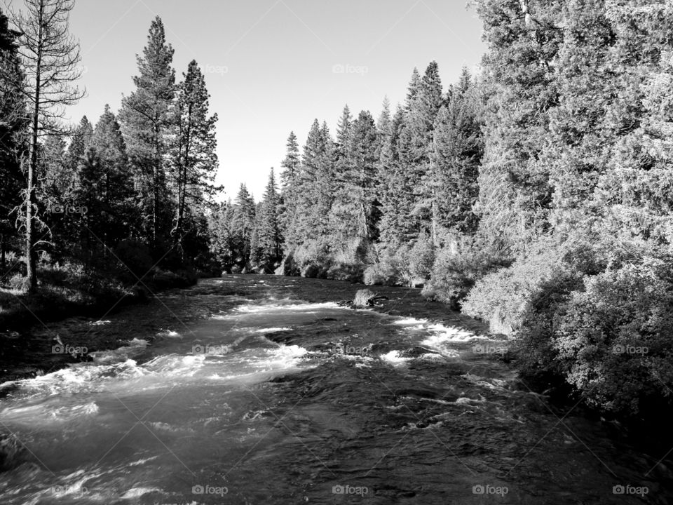 The beautiful rapids of the Metolius River in Jefferson County in Central Oregon runs through banks of ponderosa pine trees on a sunny summer morning. 