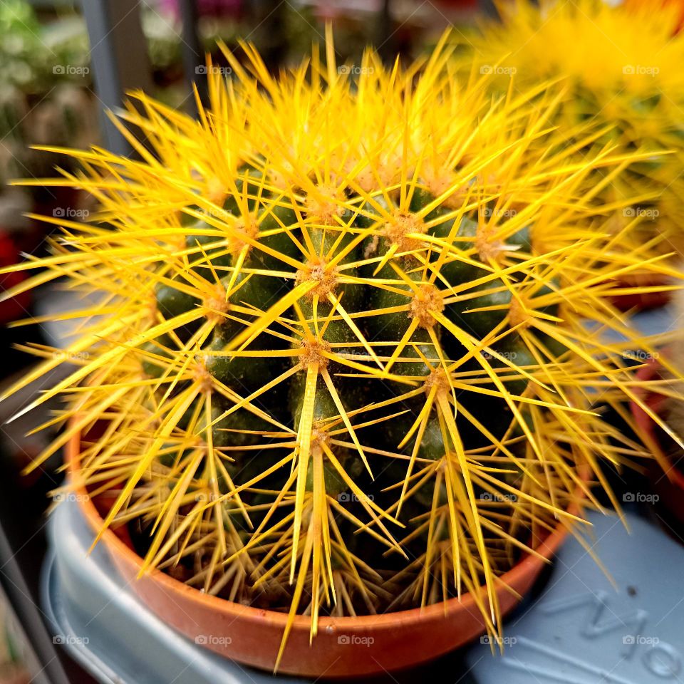 cactus with yellow needles
