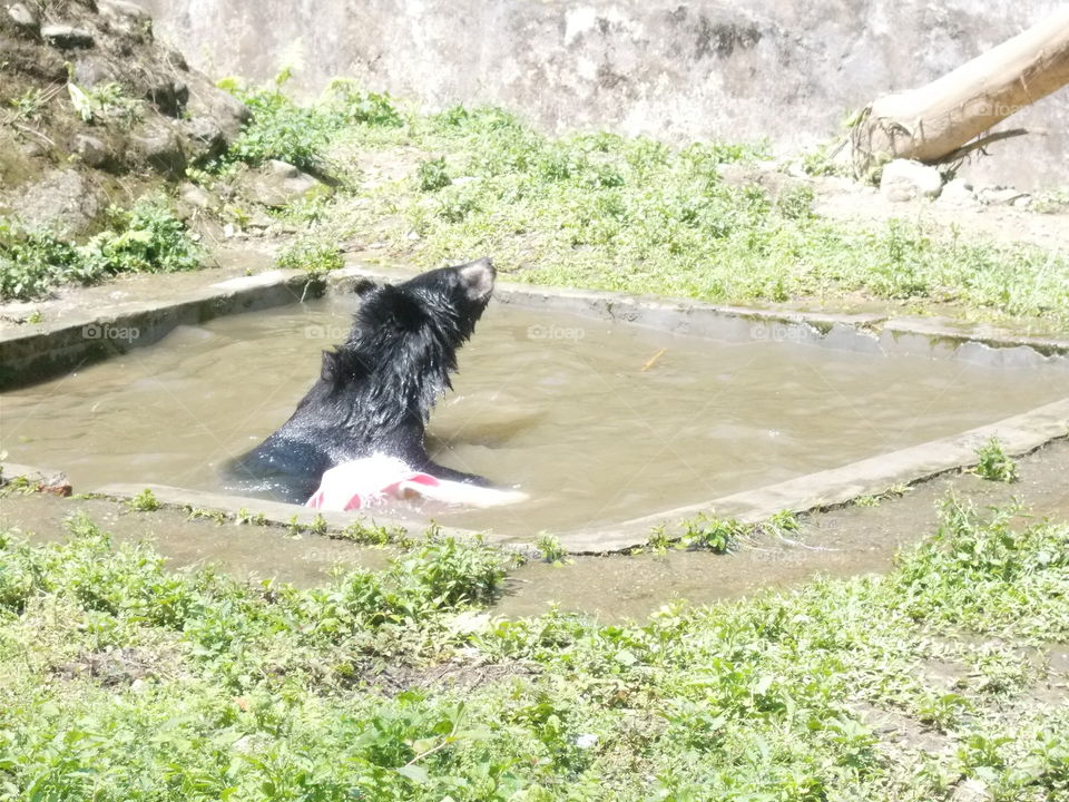 Himalayan Black Bear at Play