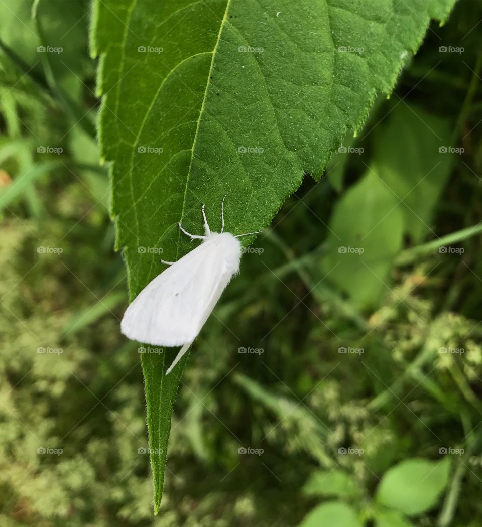 White moth on a leaf. 