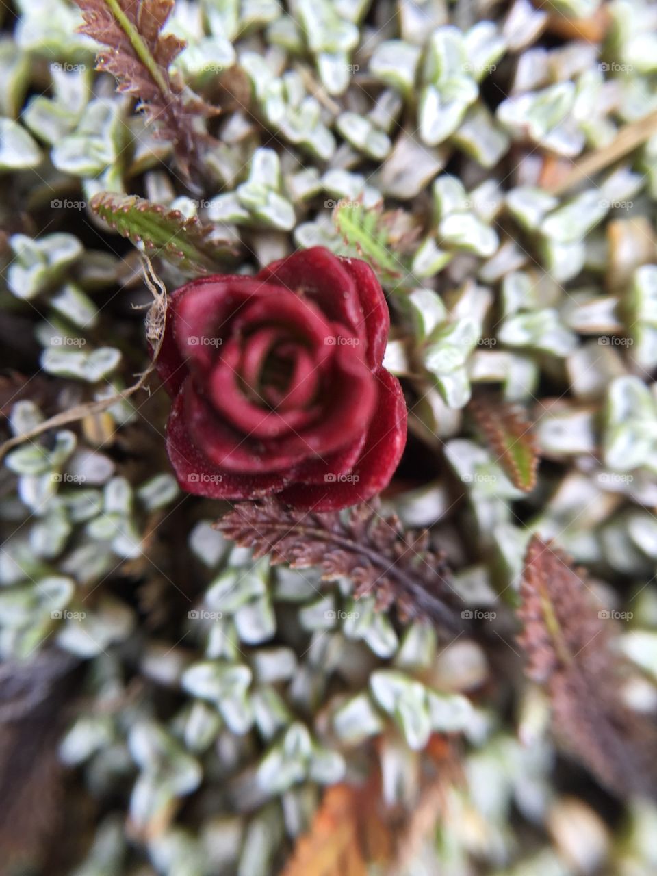 Patterns in nature. Red succulent that looks like a rose.