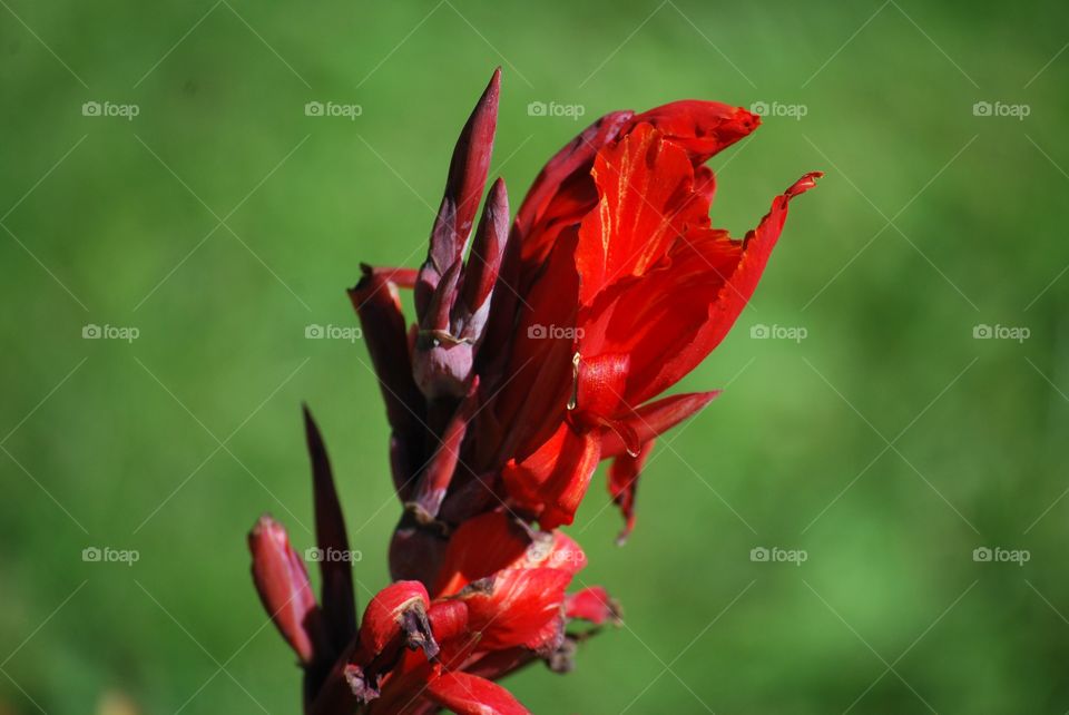 Red flower 