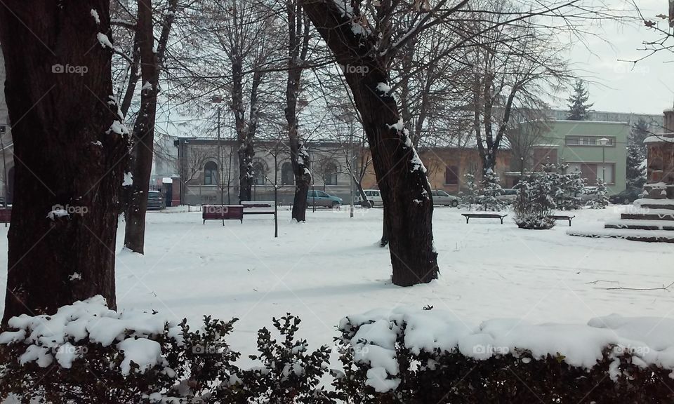 #city#park#trees#snow#winter
