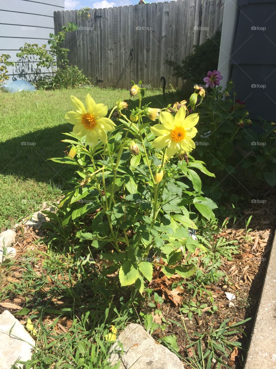 Flower, No Person, Summer, Leaf, Garden