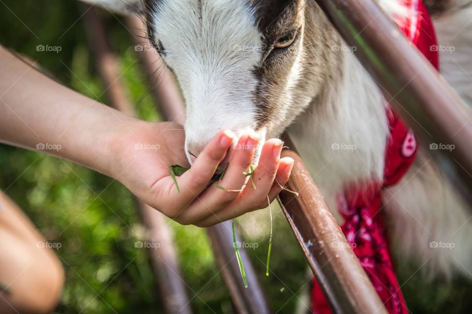 Feeding the goat