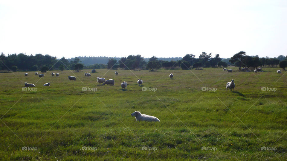 sweden meadow gotland sheep by kallek