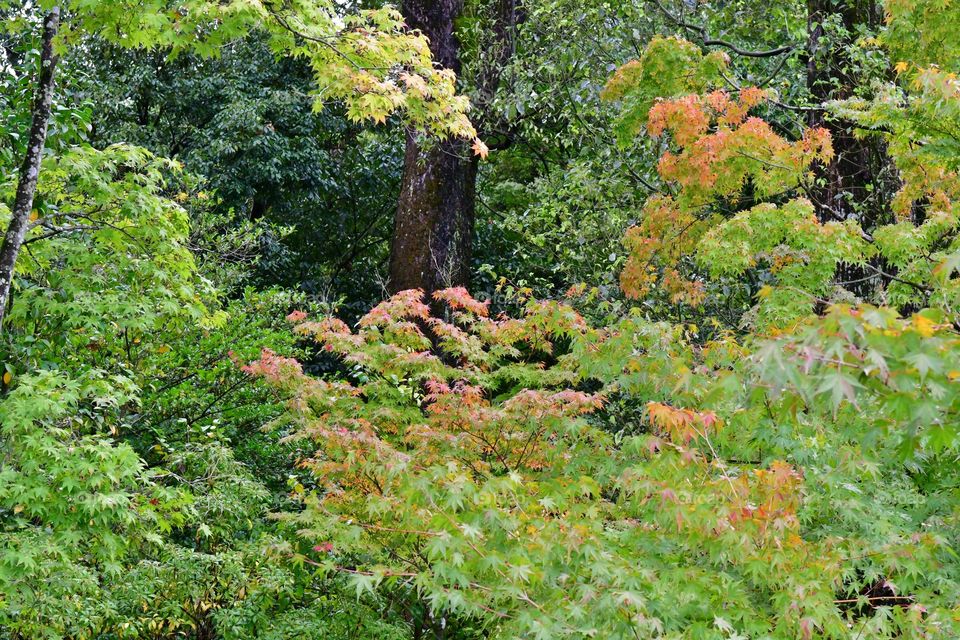 Fall foliage