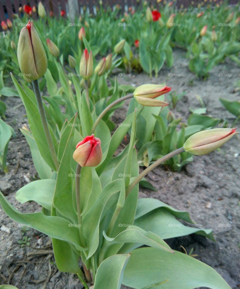 Flower, Nature, Tulip, Leaf, Flora