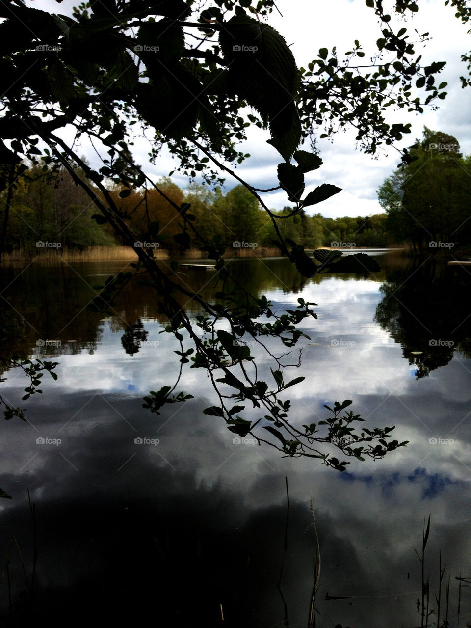 clouds trees water träd by joosse_b