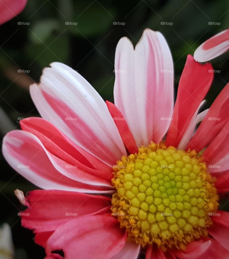 Colorfully flower and the beauty of petals