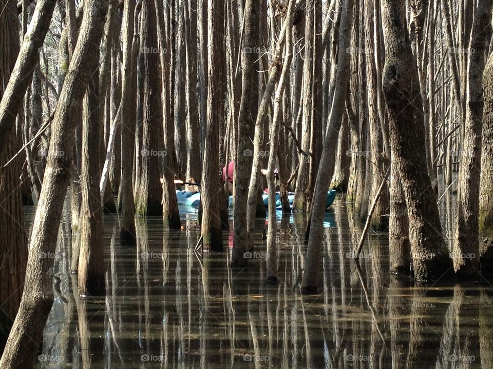 Hiding in the woods