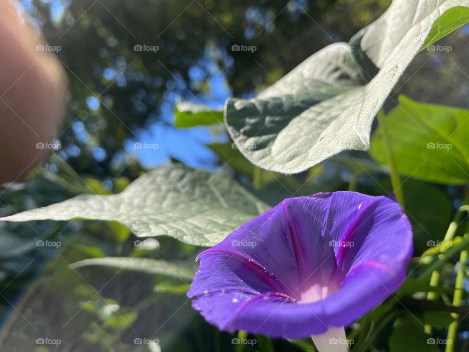 Dark purple flower facing sun with green leaves in background 