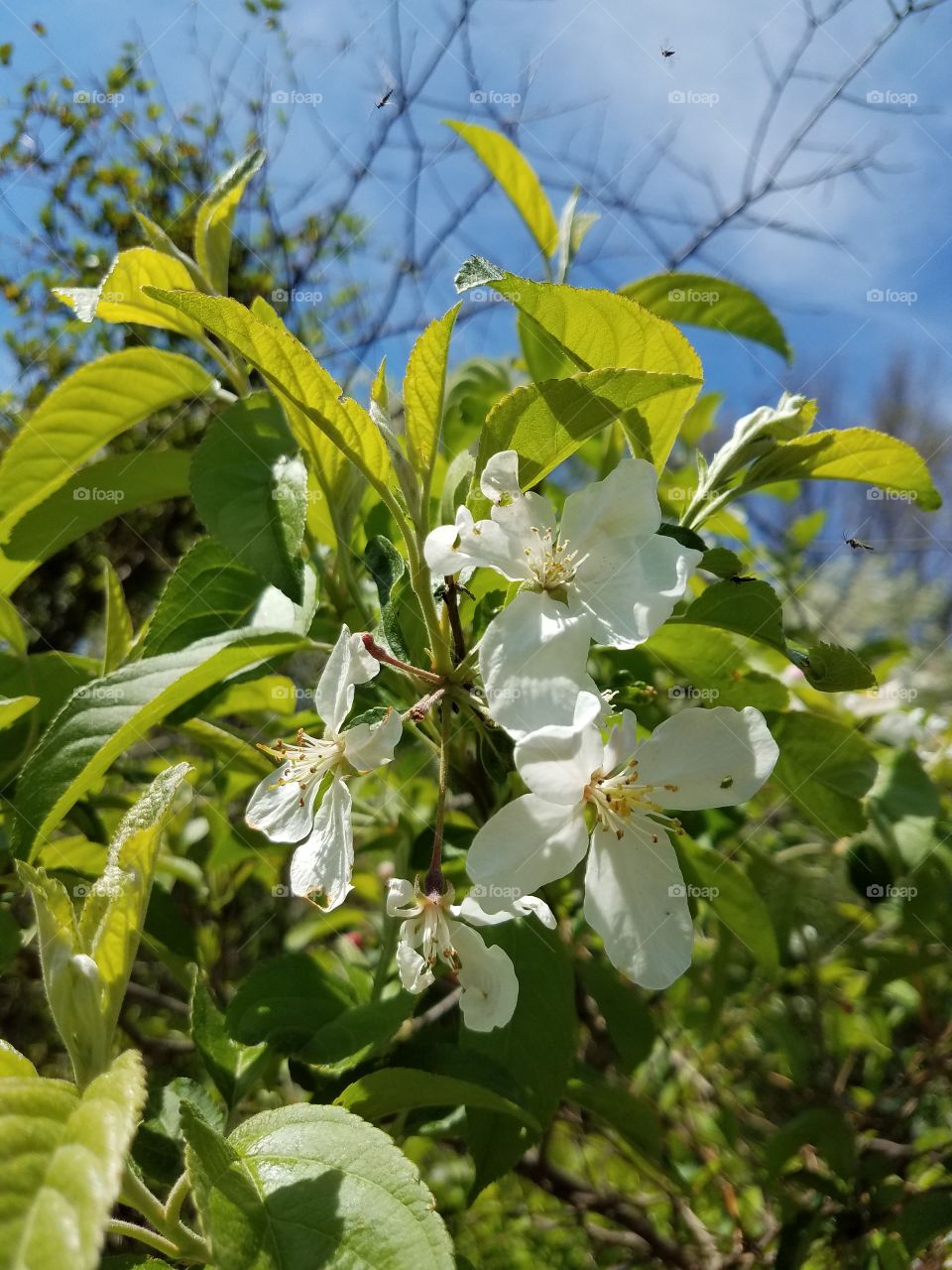 apple tree blossoms