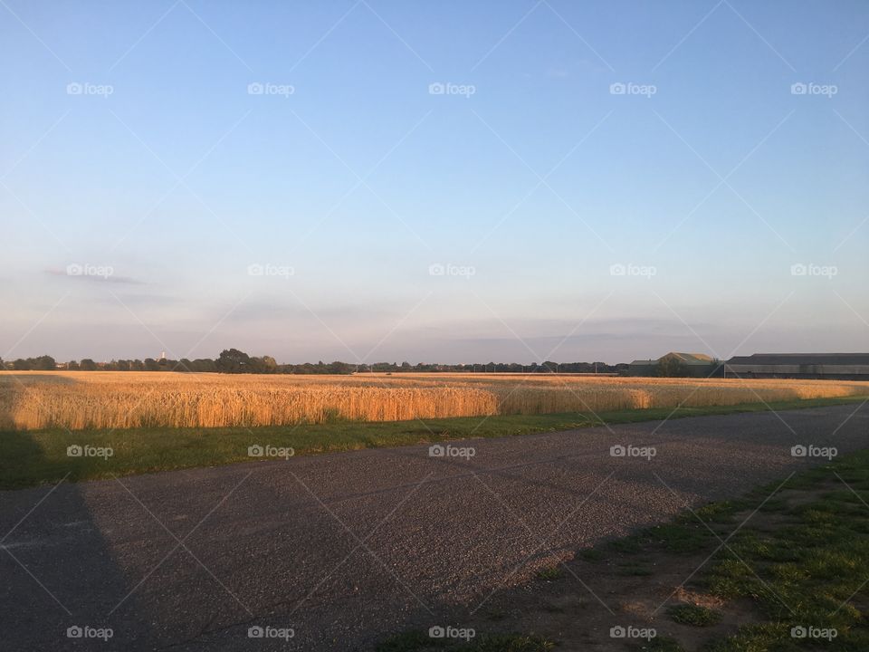 Corn field in evening
