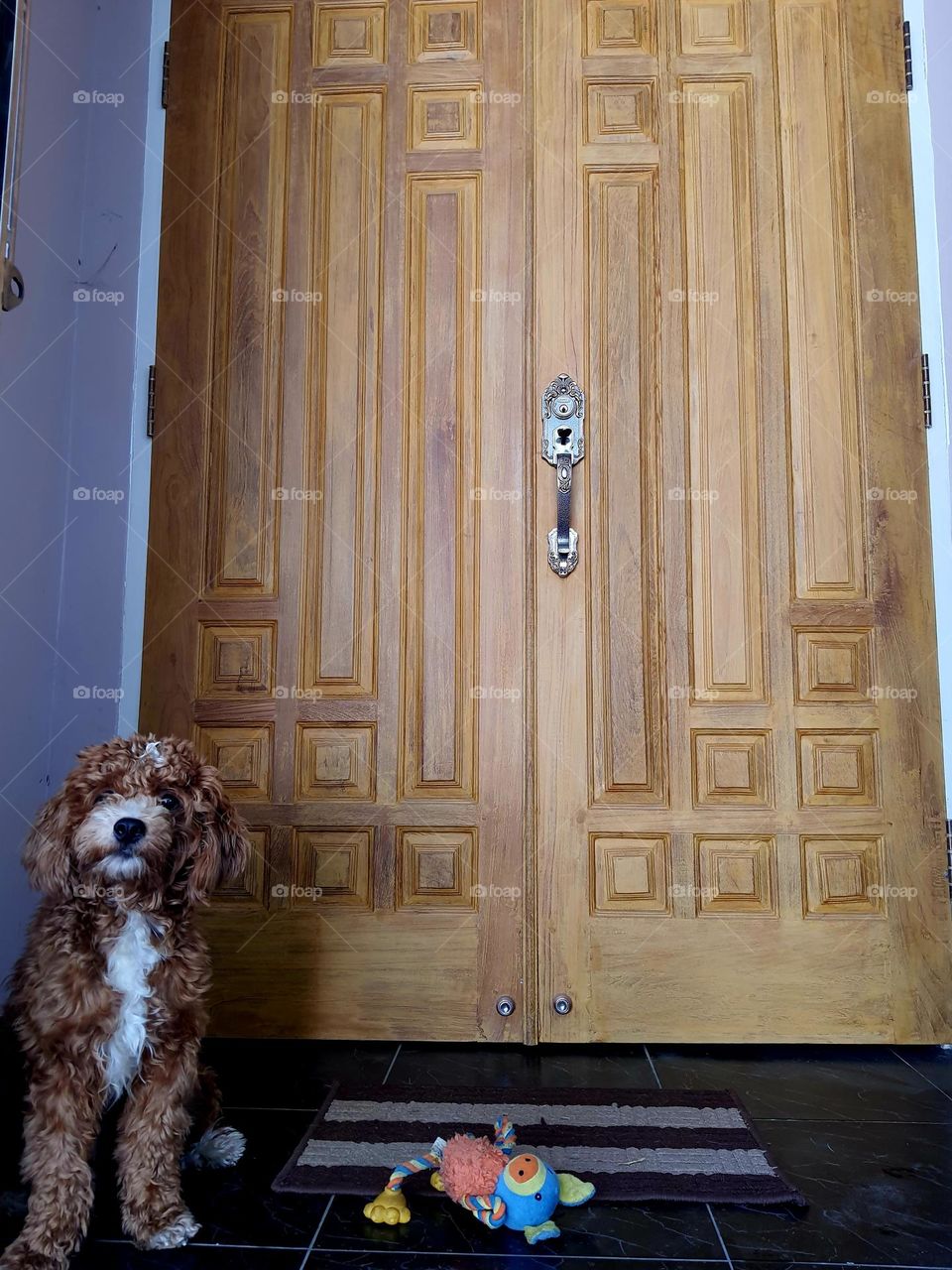 Doggie gaurds the door