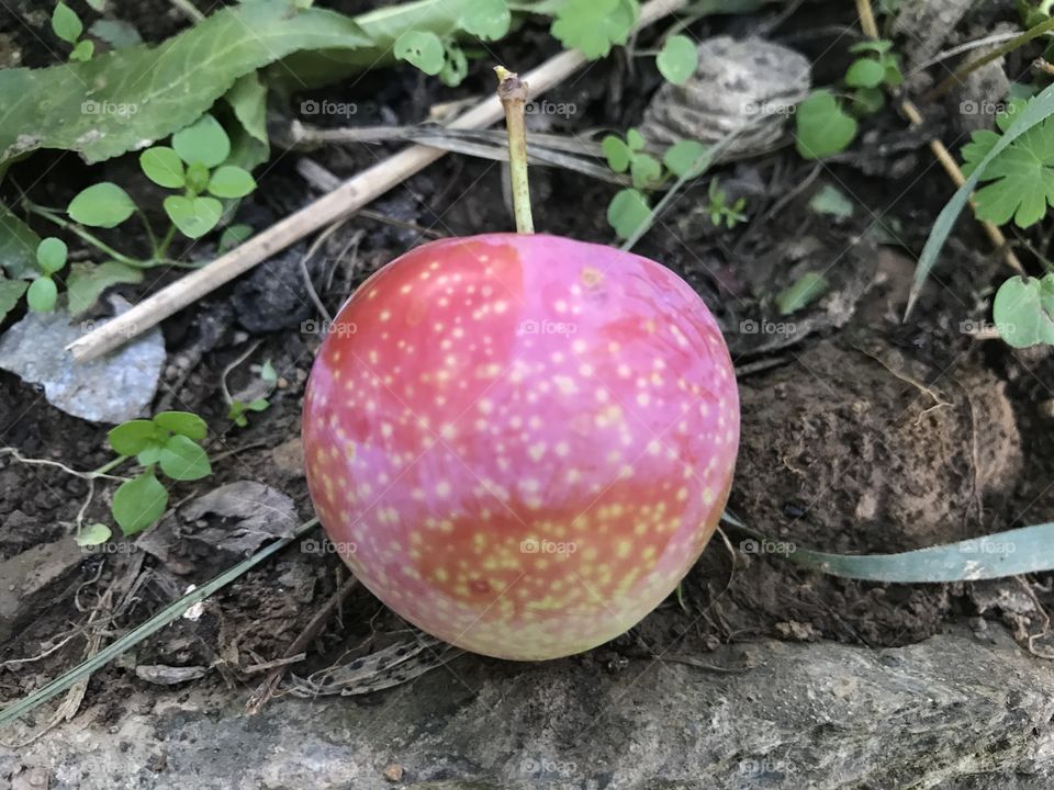 Fruit  (Plum)