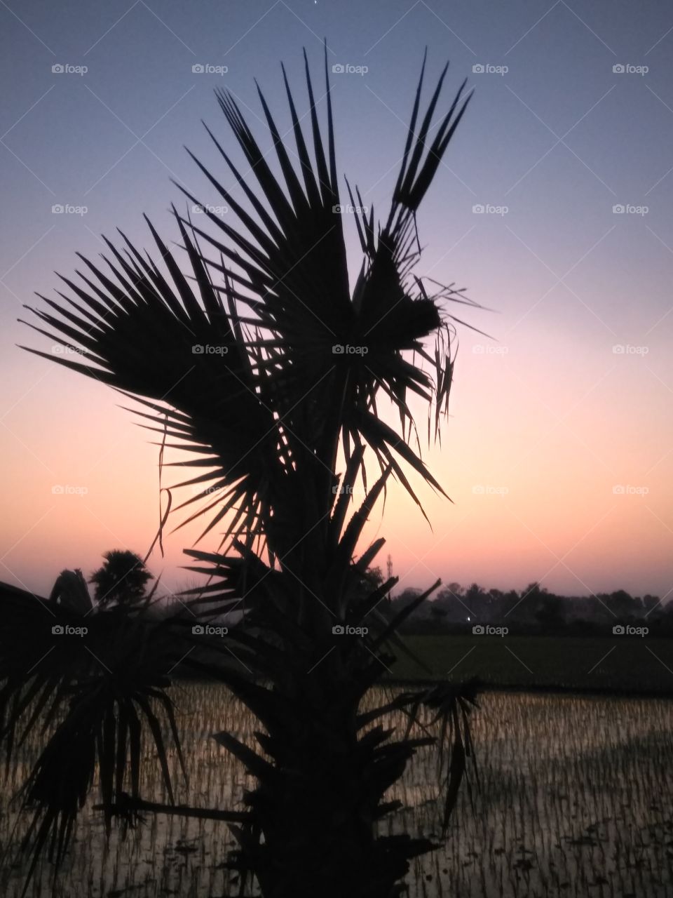 evening time sunlight