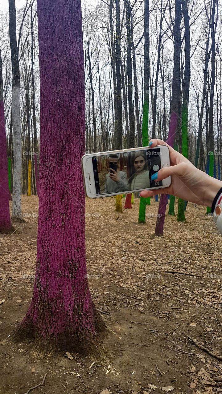 purple tree at colorful forest