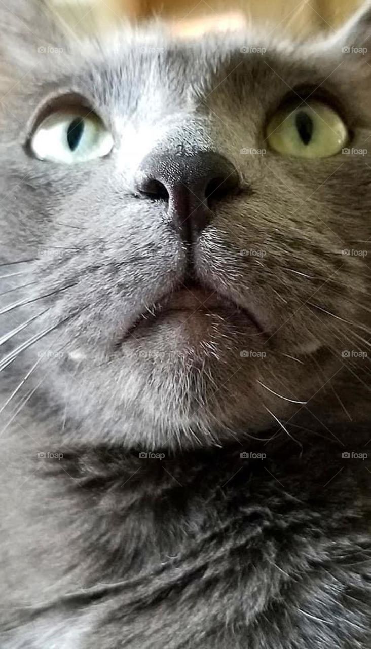 It’s something about the gray kitties that does it for me! They are definitely worth purring over. 