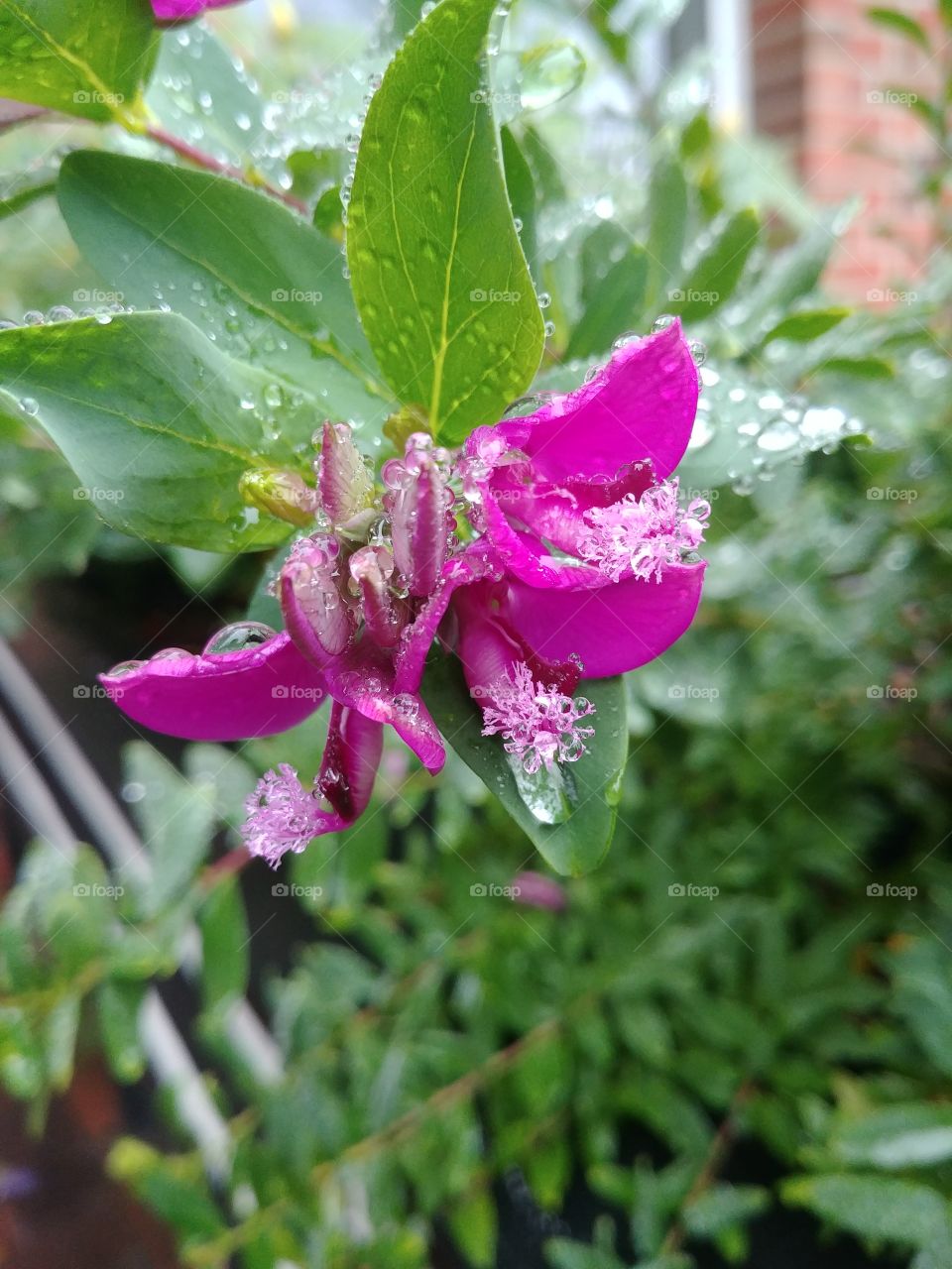 Blüte blume blühen Lila pink grün Frühling spring
