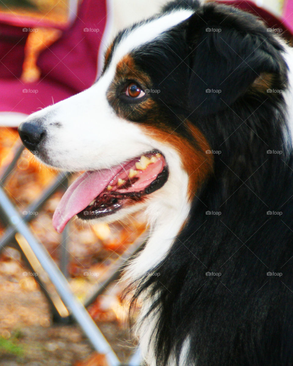 Camping Buddy ( Series )